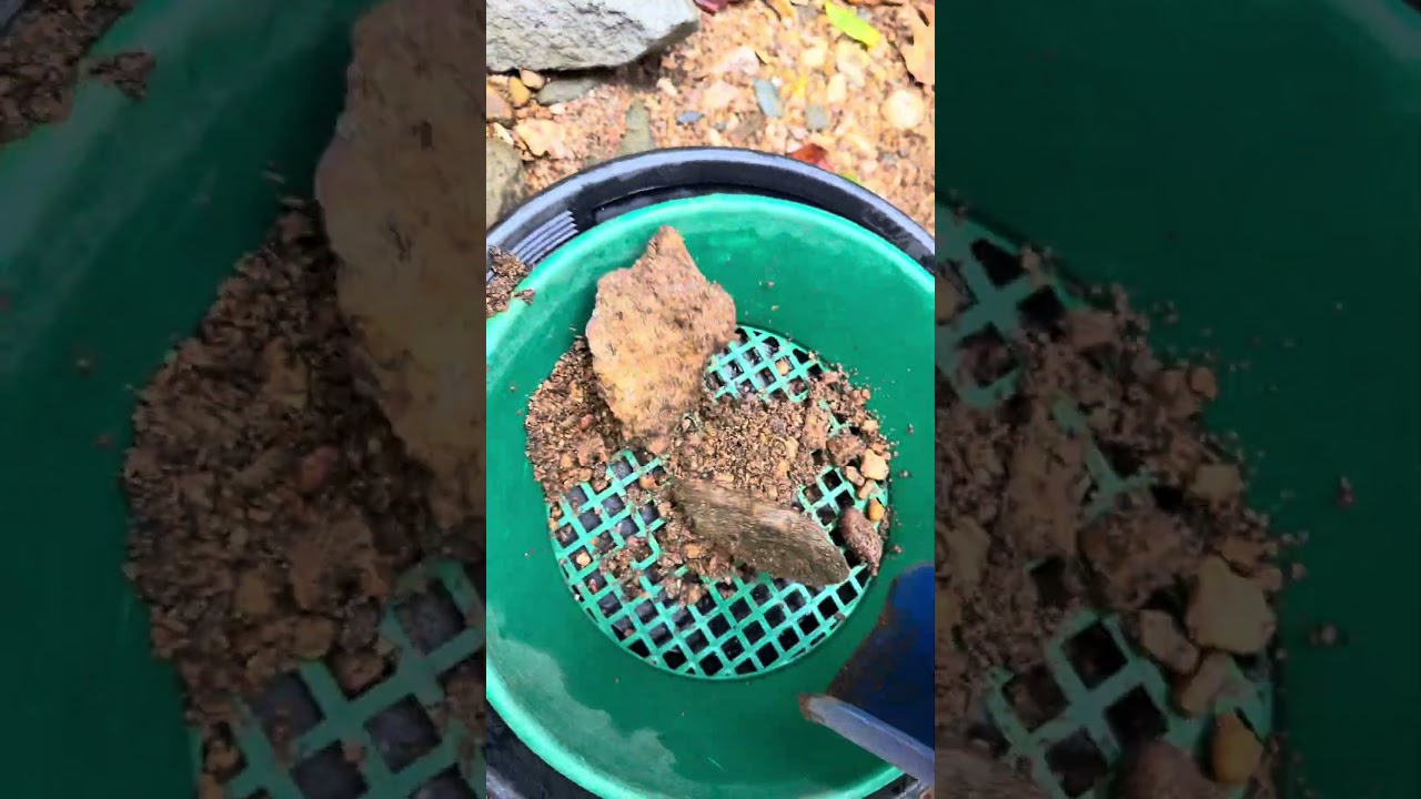 Gold prospecting for beginners #gold #goldmining #goldprospecting #fyp #viral